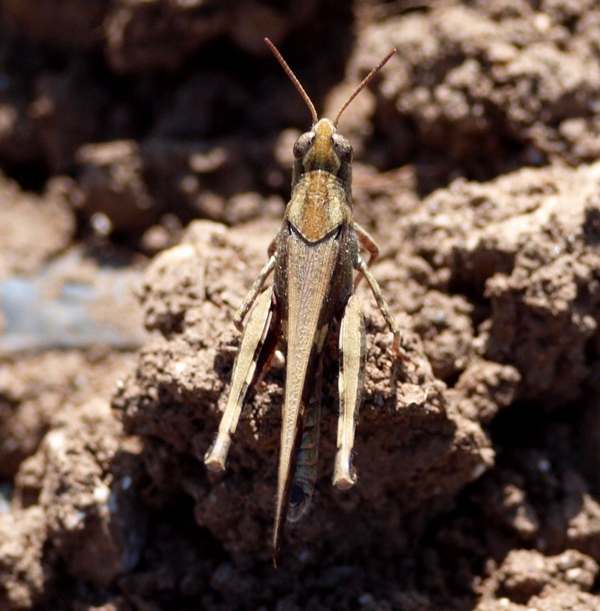 Aiolopus strepens